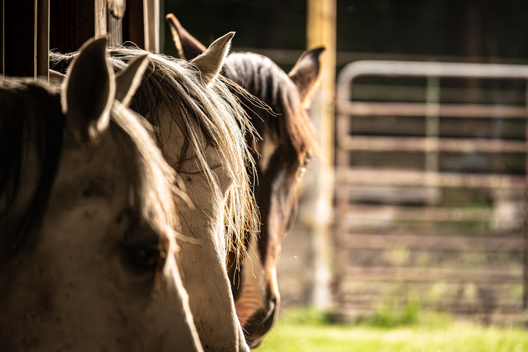 Dover FL Horse Properties: Equestrian Acreage Guide for 2026