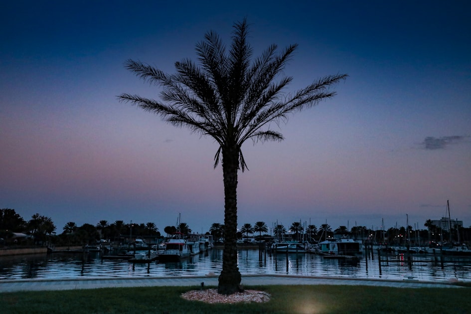 The Complete Guide to Living in Palm Harbor, FL