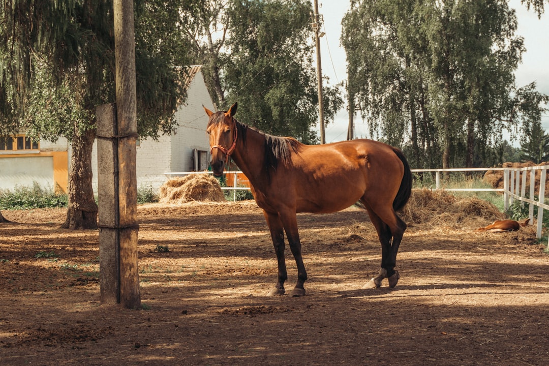 Lithia FL Horse Properties: Premier Equestrian Living in Hillsborough County