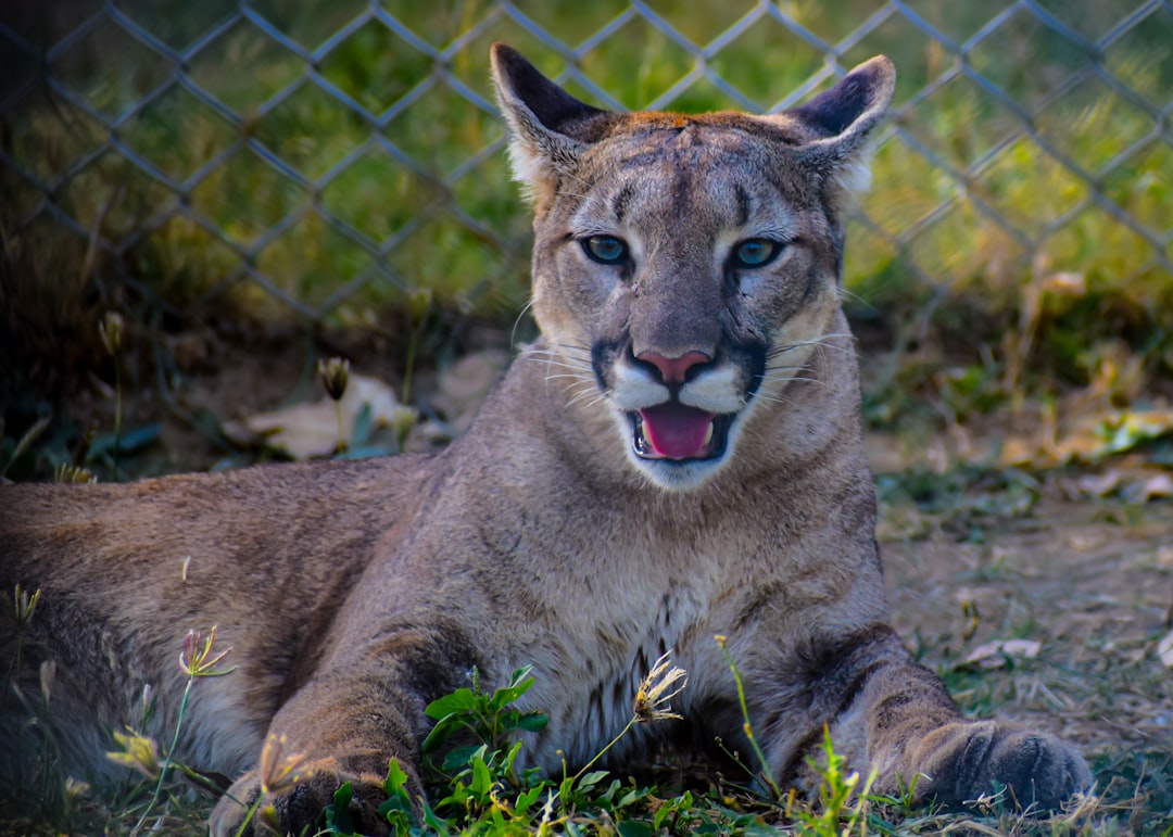 Panther Trace in Riverview FL  -  Community Guide