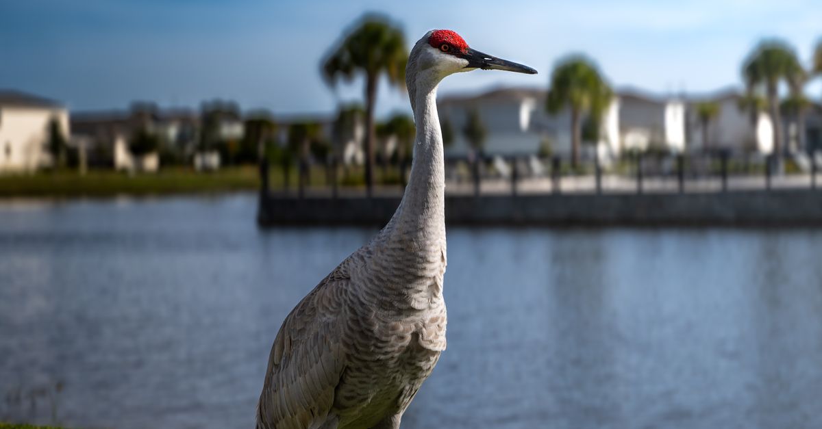 Where Is Westchase FL? Location and Geography