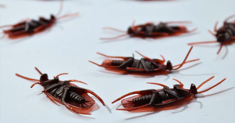 Pest Control for Florida Homeowners  –  What Every Buyer Should Know