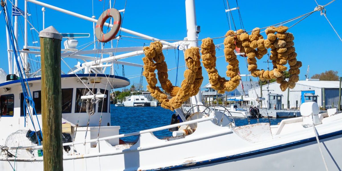 Best Neighborhoods in Tarpon Springs: Where to Live in 2026