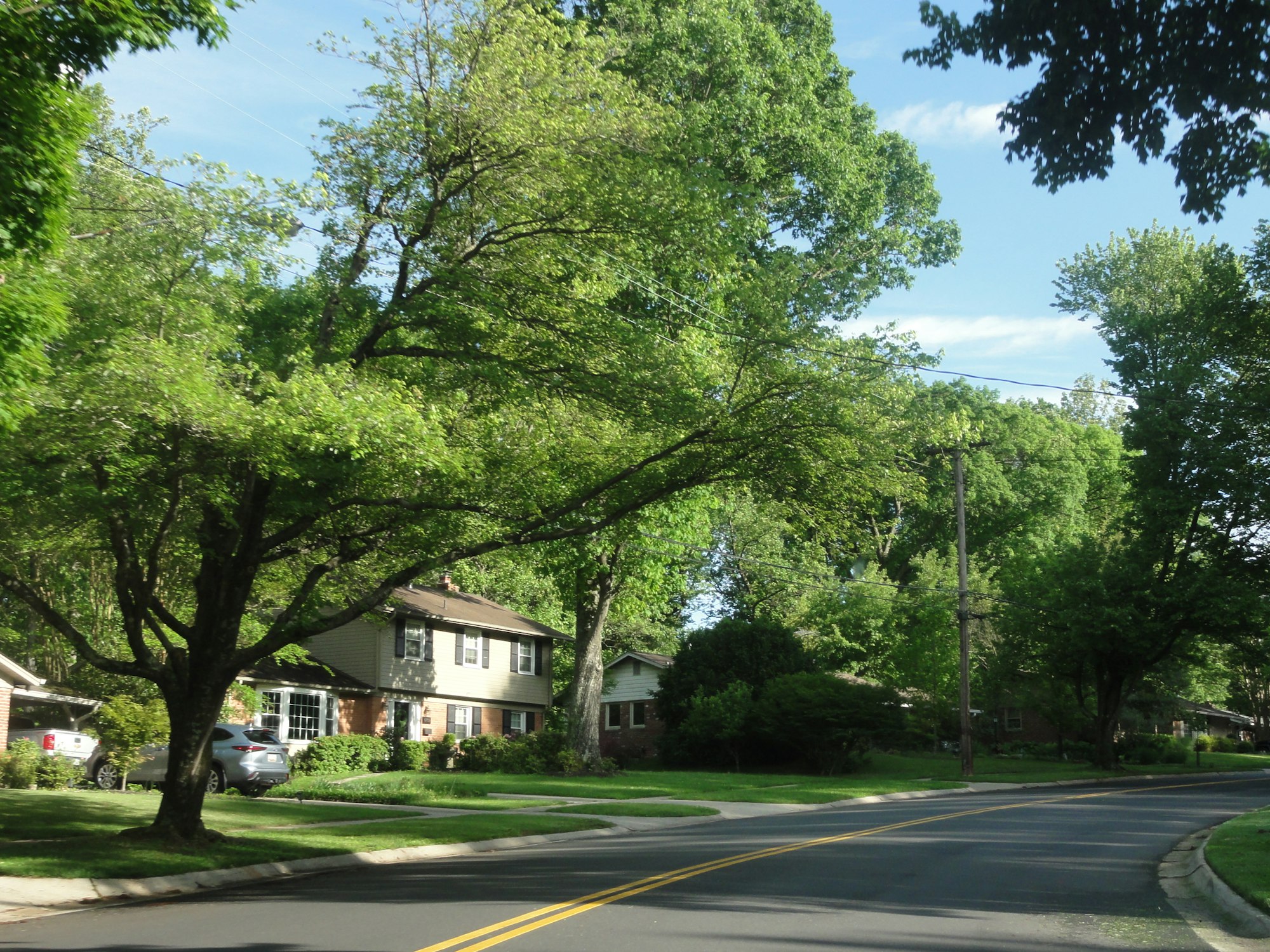 Tree-lined residential street in Carrollwood, Tampa FL showing mature oak canopy