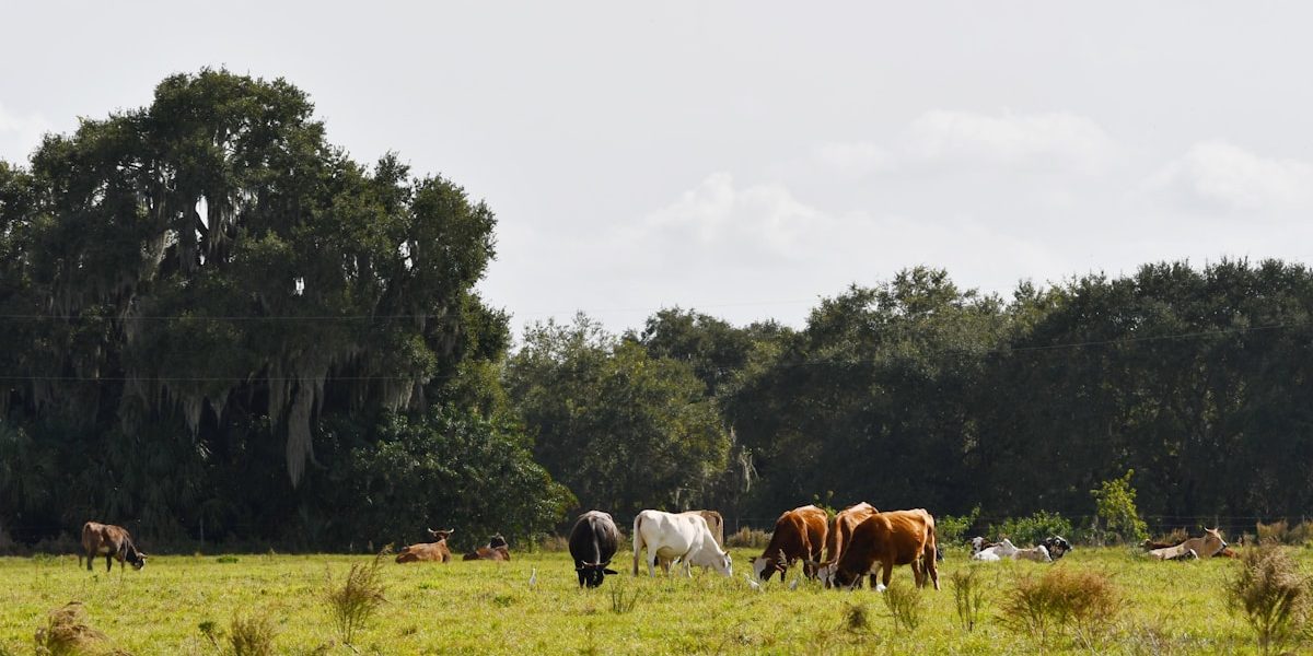 FishHawk Ranch in Lithia FL  –  The Complete Community Guide