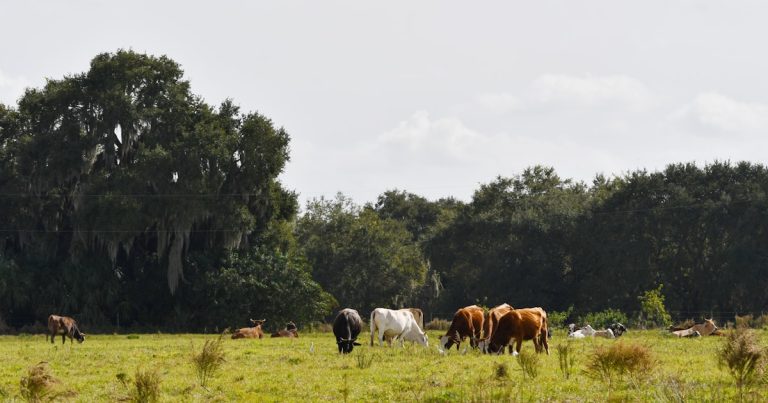 Why Barrett Henry Is the Wimauma FL Realtor You Need in 2025